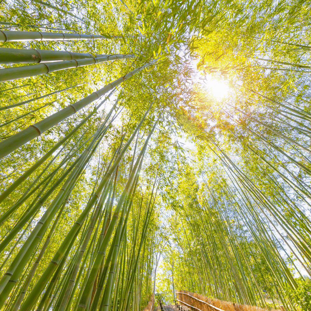 Kaviti Bamboo Forest