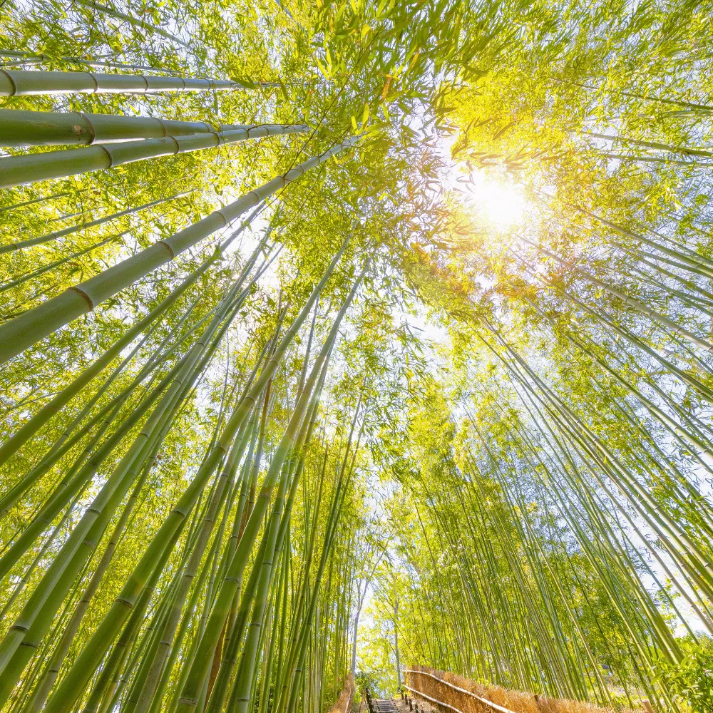 Kaviti Bamboo Forest
