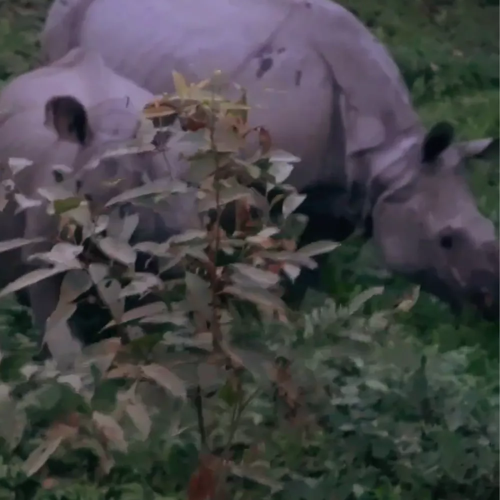 Kaziranga National Park