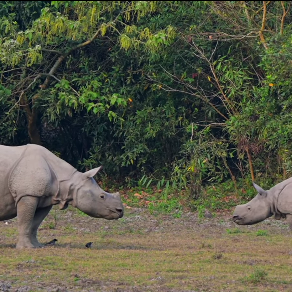 Kaziranga National Park (Portion)