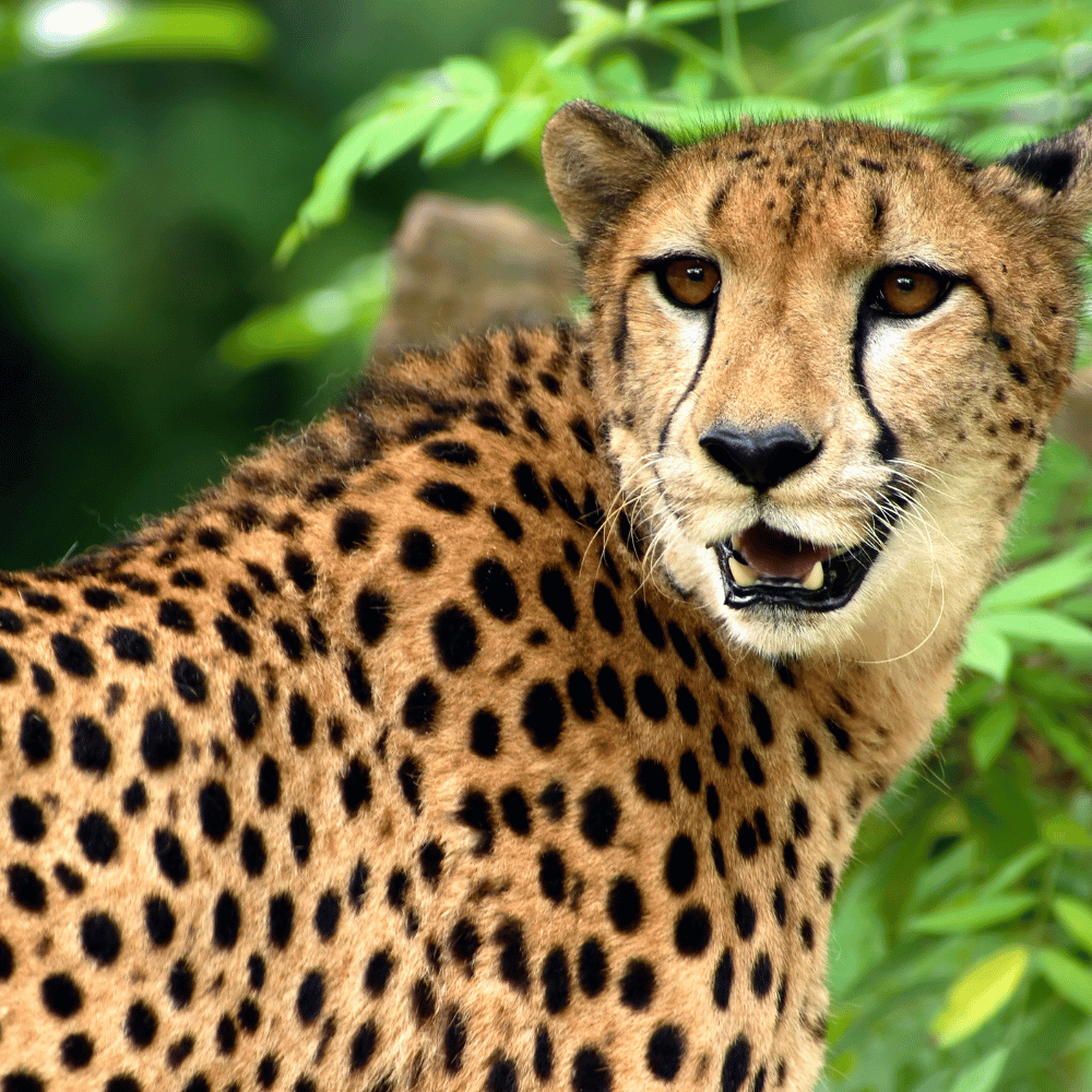 Keibul Lamjao National Park