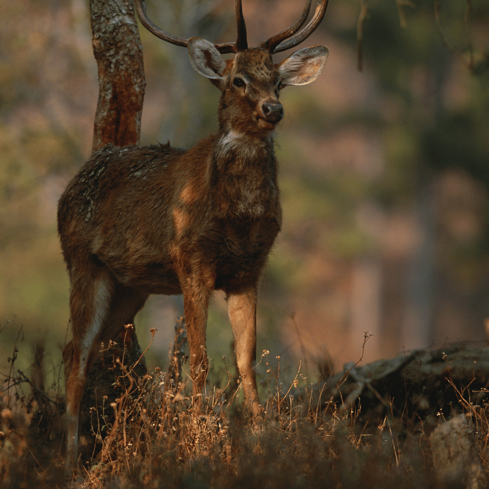 Keibul Lamjao National Park