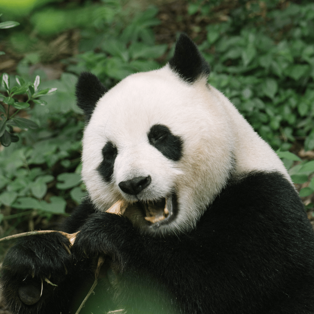 Khawnglung Wildlife Sanctuary