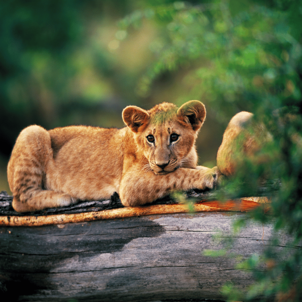 Kheoni Wildlife Sanctuary