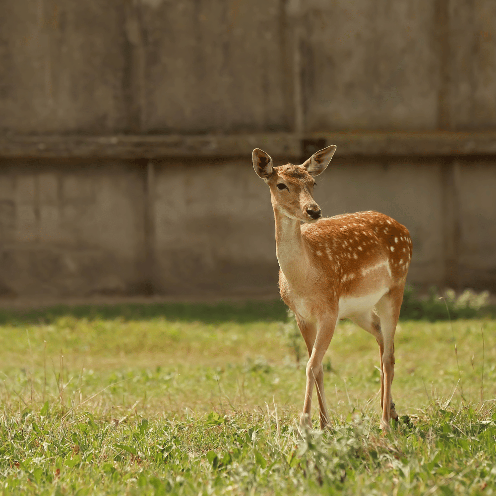 Kinnerasani Wildlife Sanctuary
