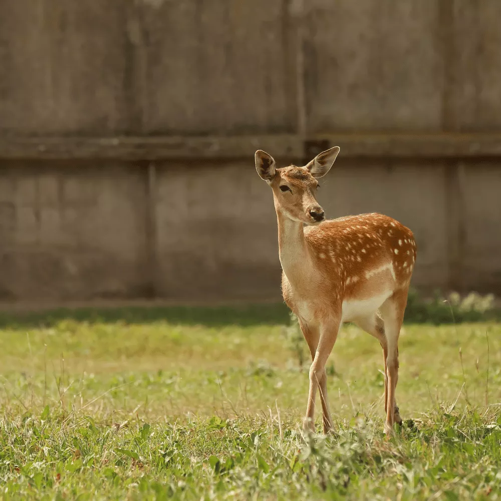 Kinnerasani Wildlife Sanctuary