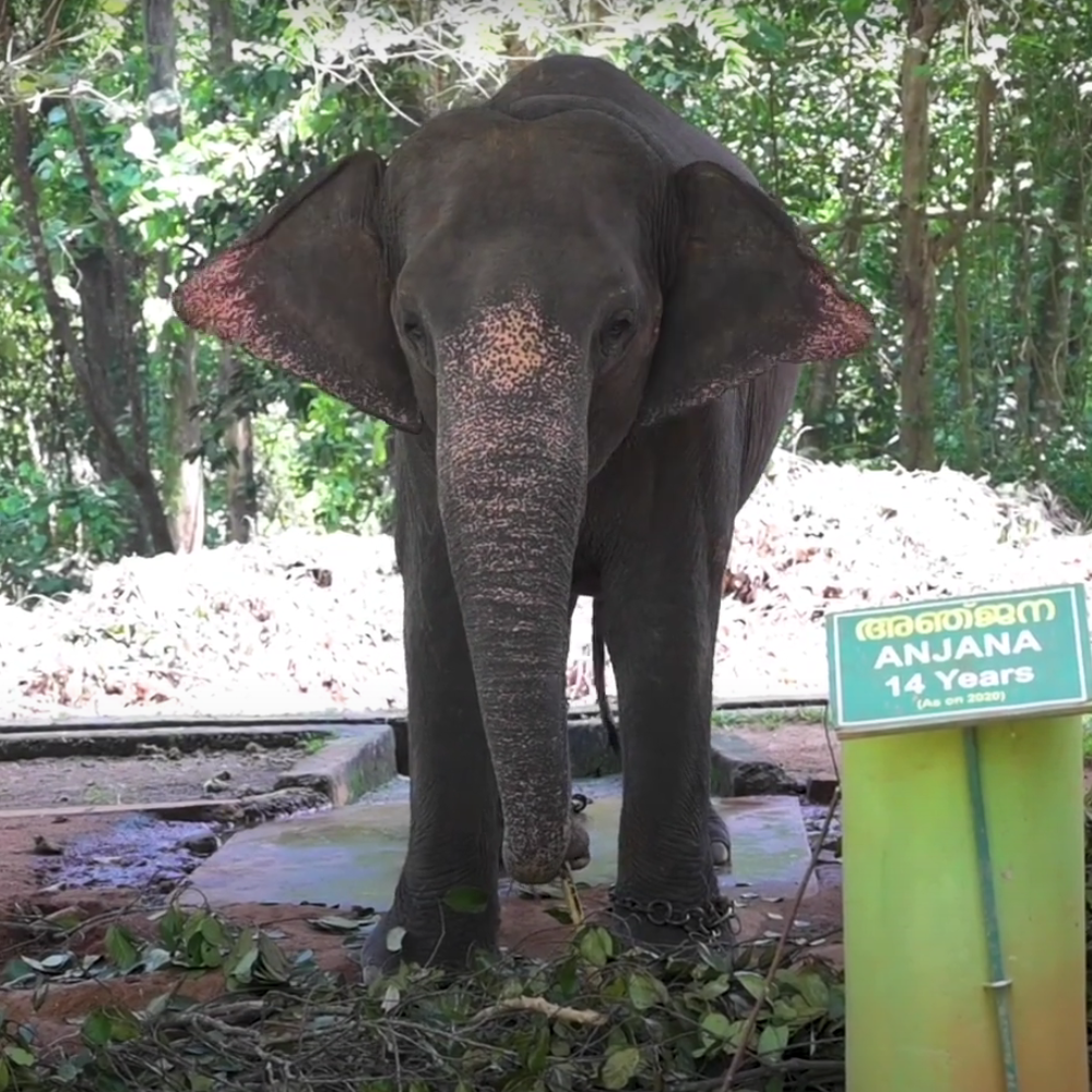 Kodanad Elephant Training Centre