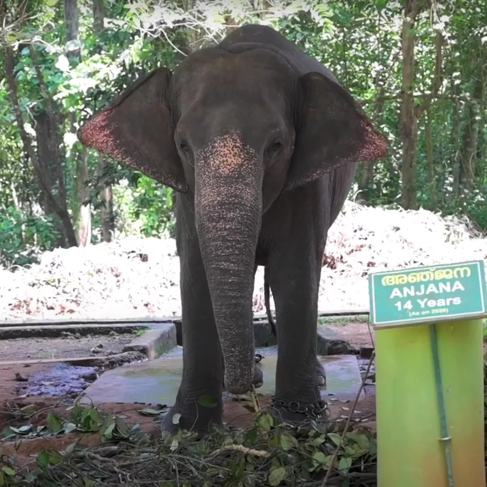Kodanad Elephant Training Centre