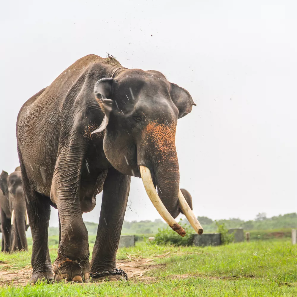 Konni Elephant Training Centre