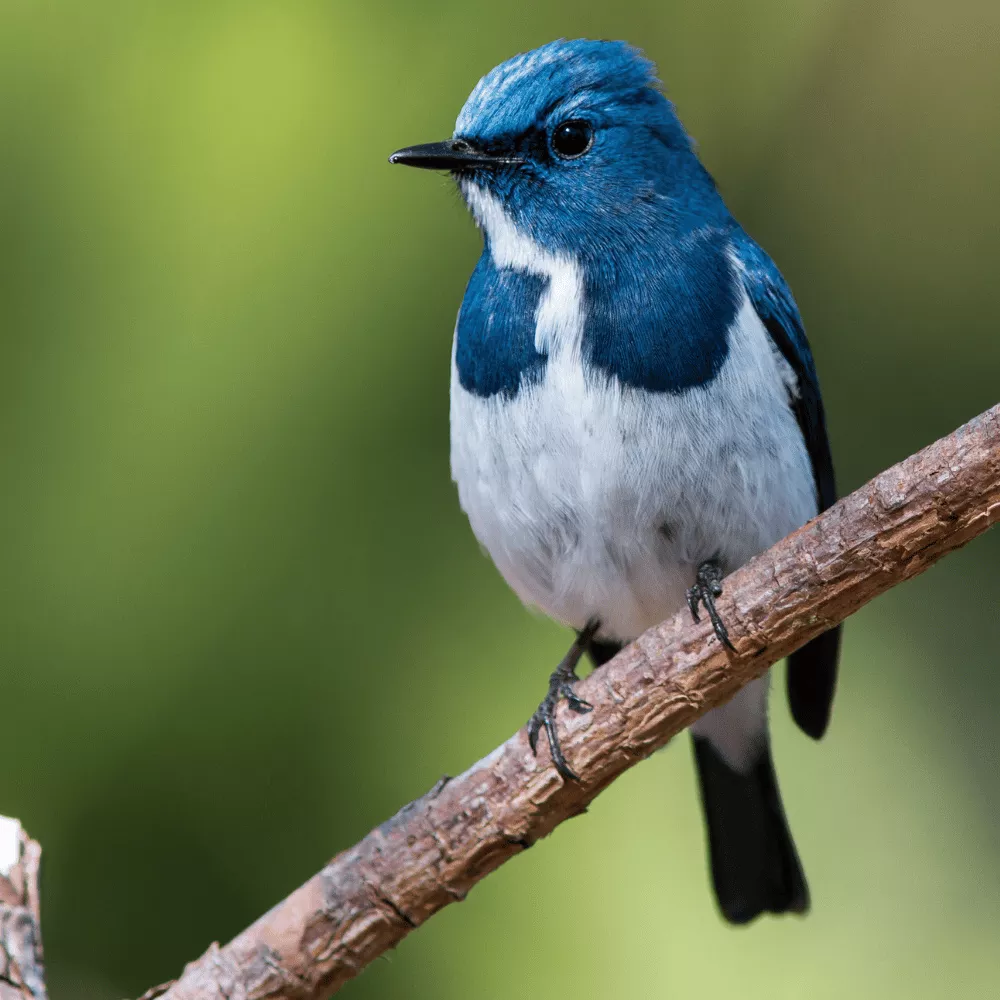 Kumarakom Bird Sanctuary