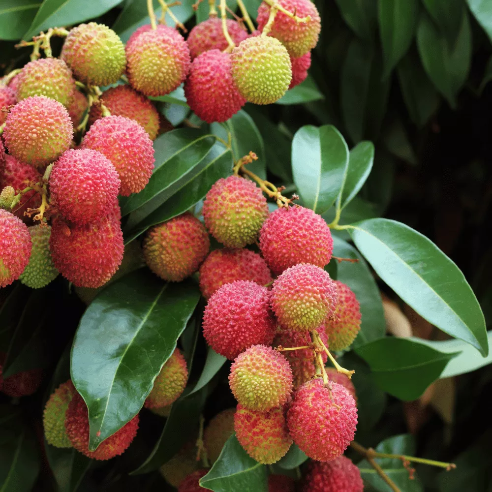Litchi Gardens