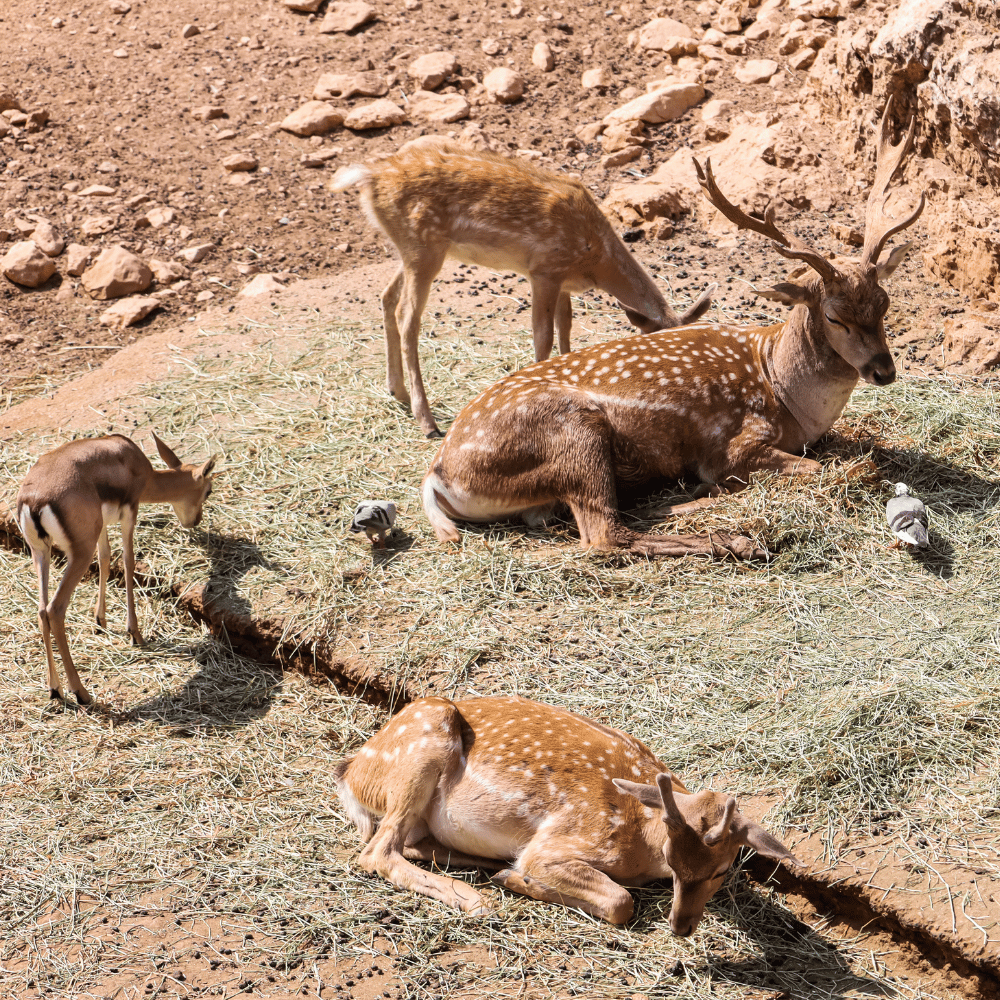 Mahananda Wildlife Sanctuary