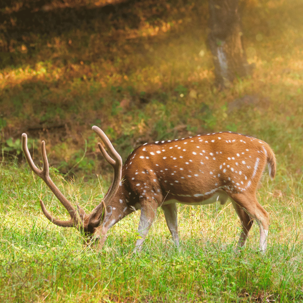 Malsi Deer Park