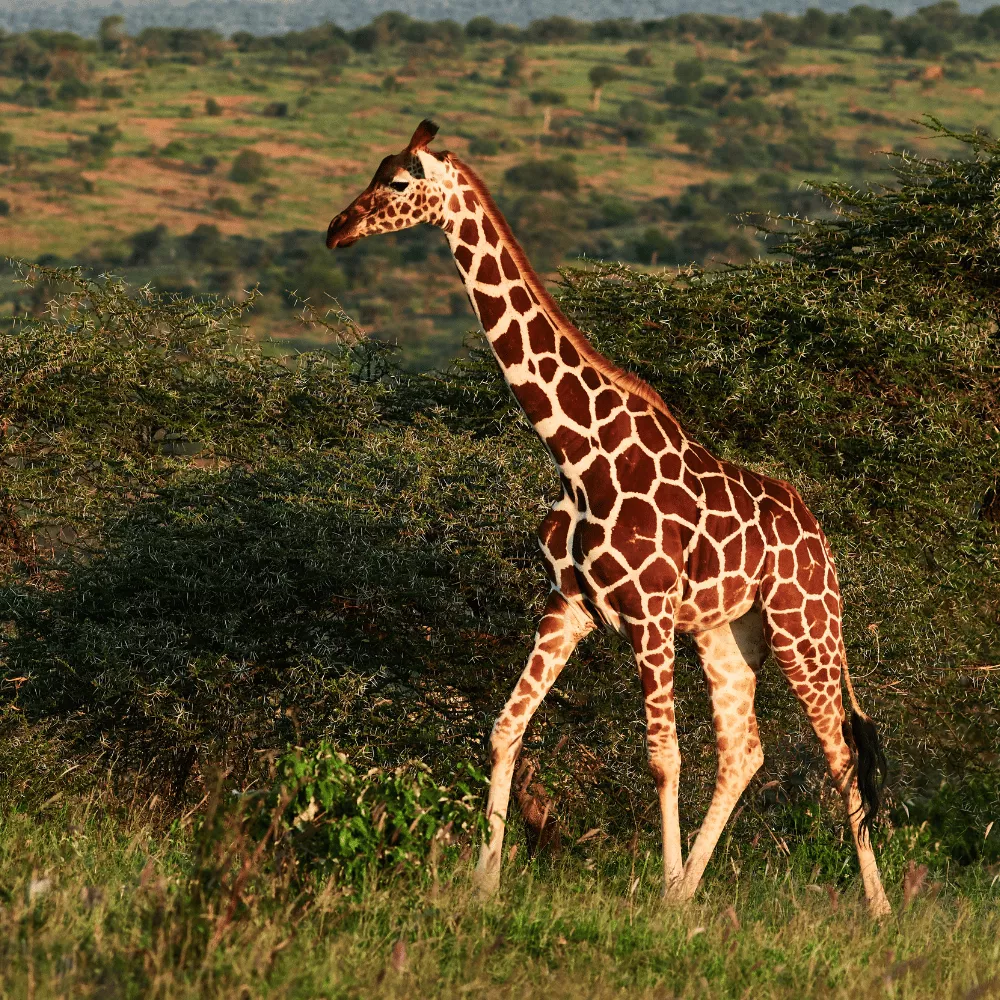 Marat Longri National Park