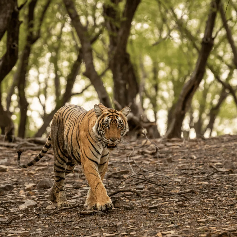 Melghat Tiger Reserve