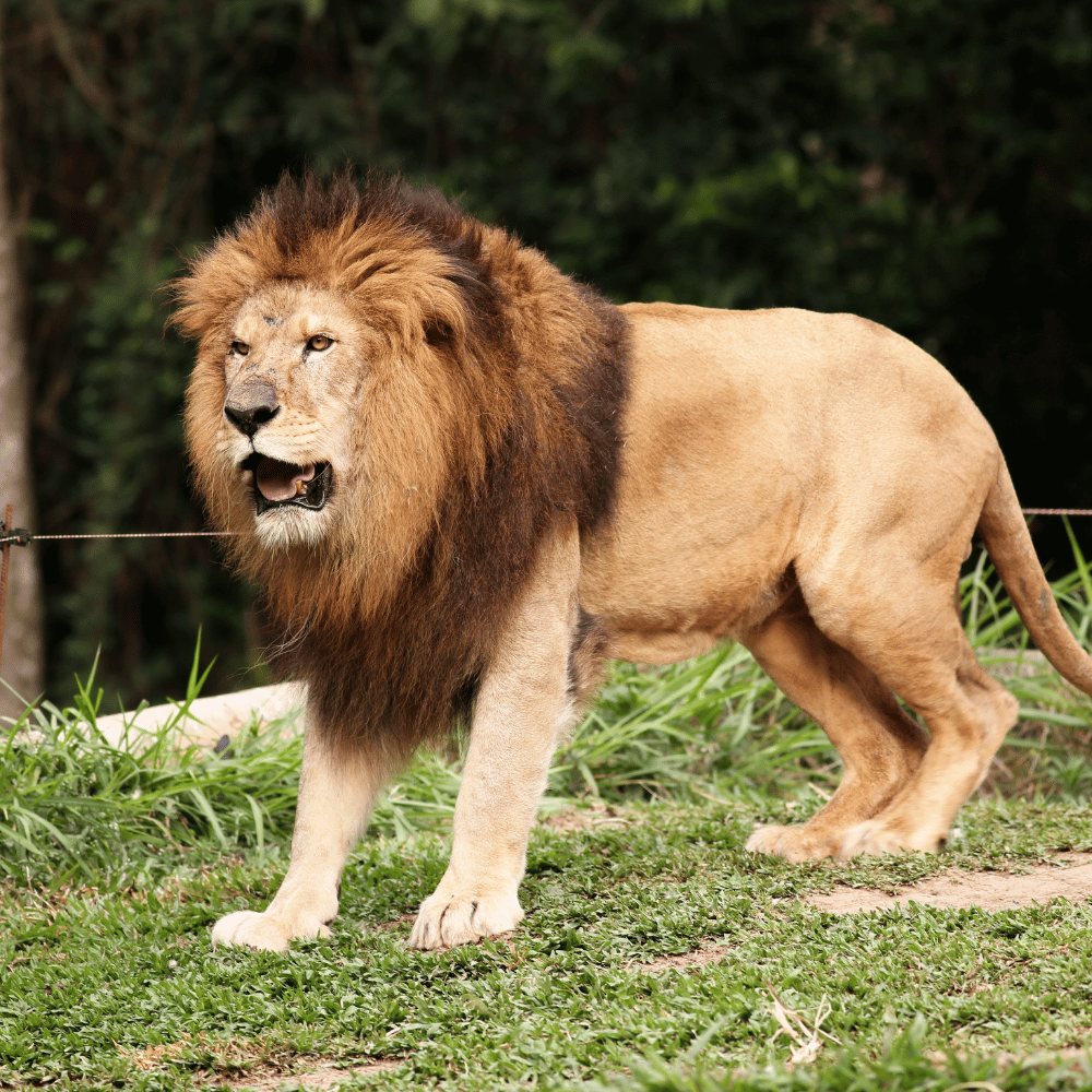 Mudumalai National Park
