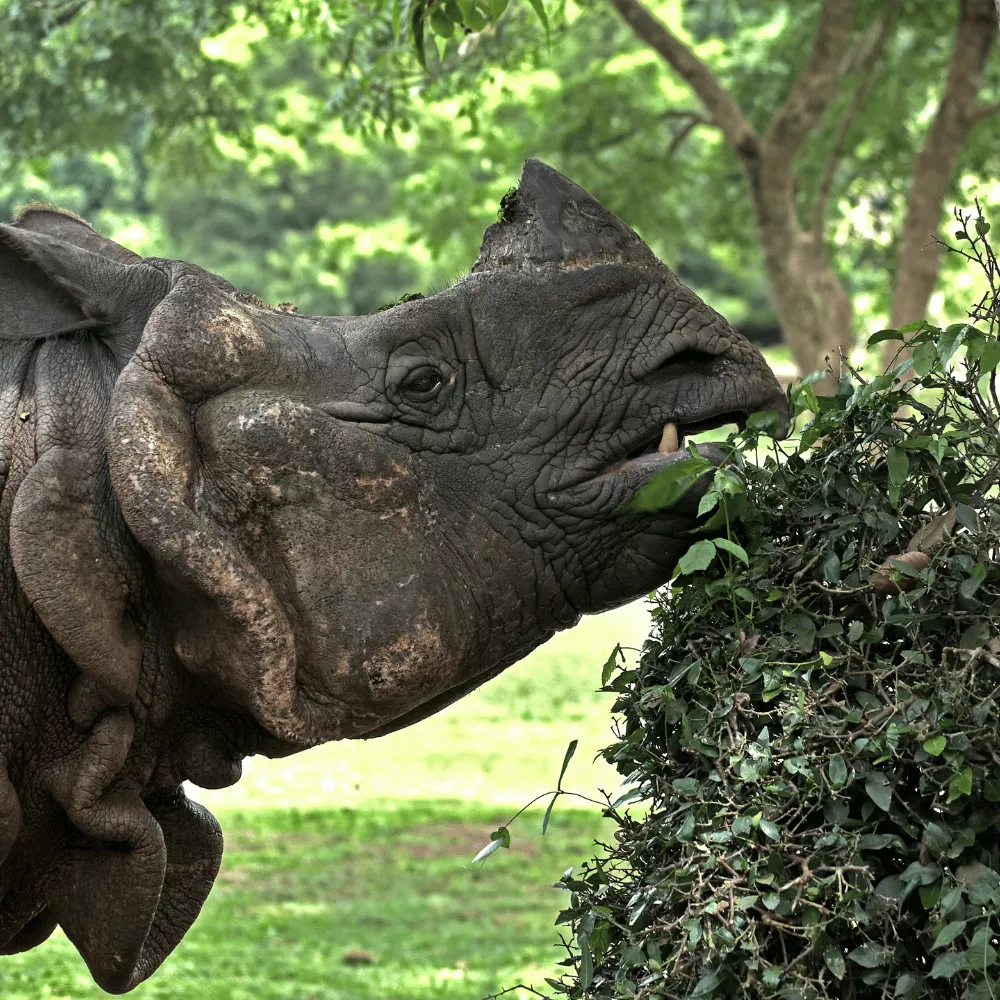 Nandankanan Zoological Park
