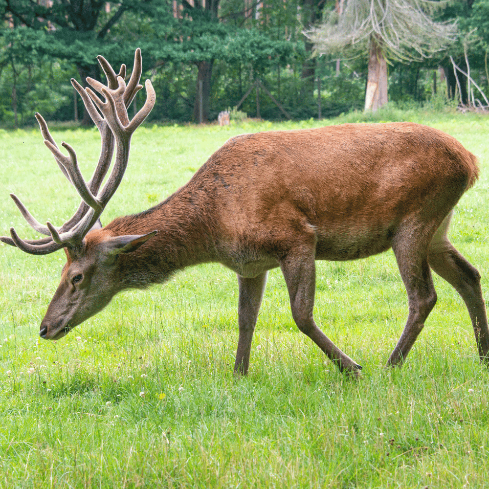 Narsinghgarh Wildlife Sanctuary
