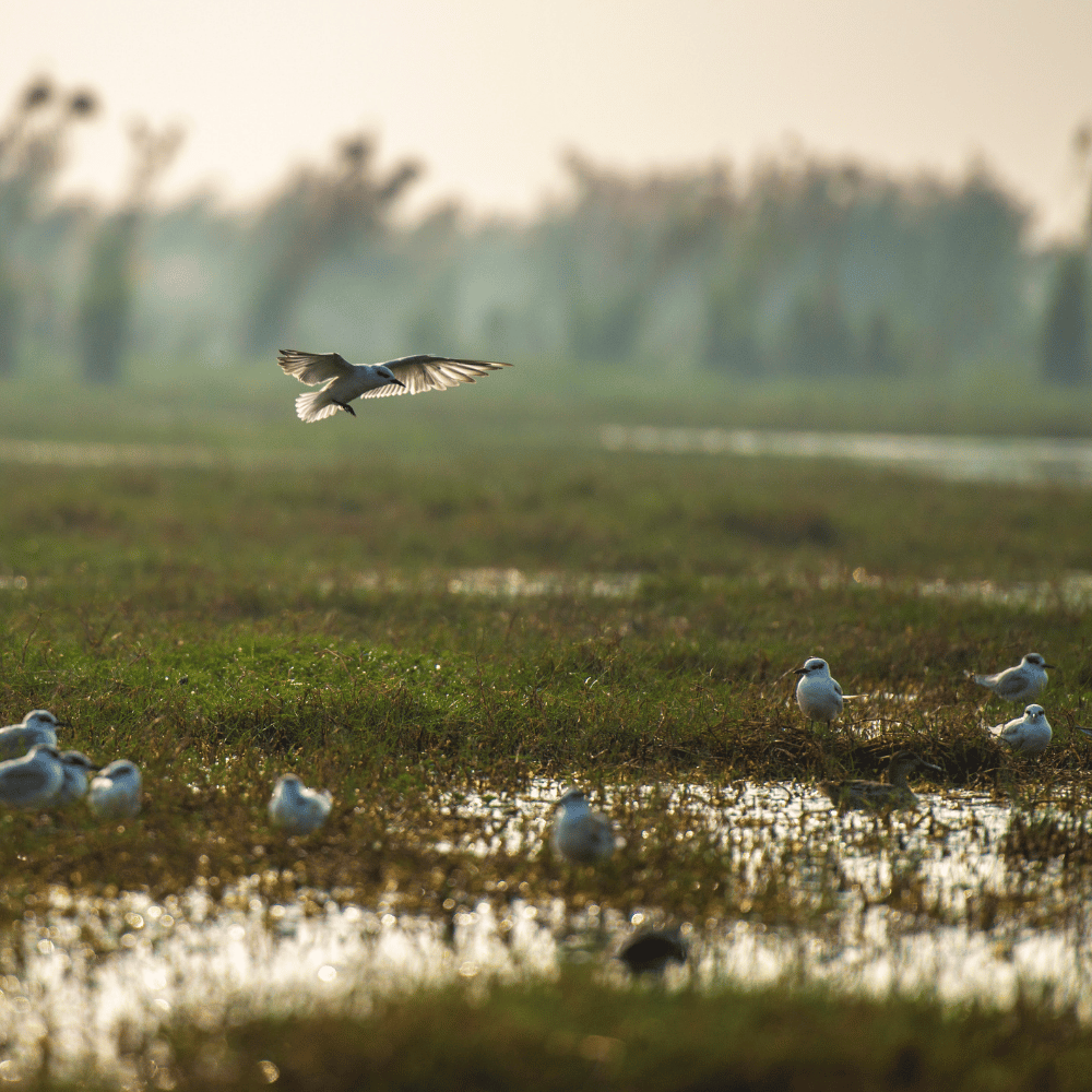 Okhla Bird Sanctuary