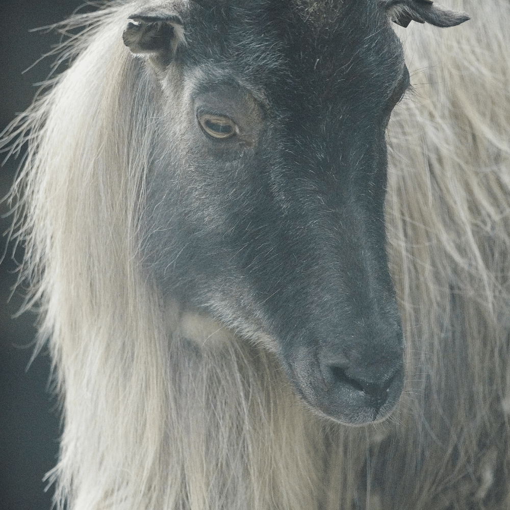 Padmaja Naidu Himalayan Zoological Park
