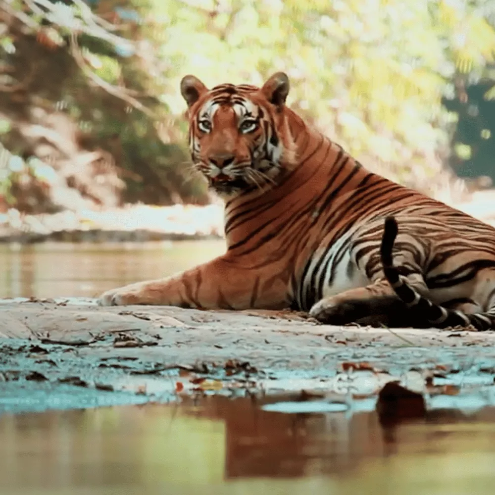 Parambikulam Wildlife Sanctuary