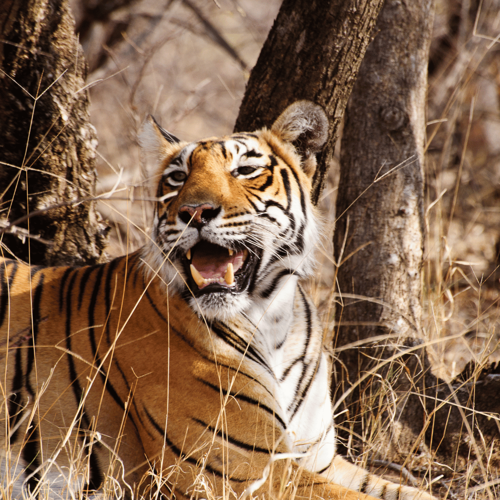 Pench Tiger Reserve