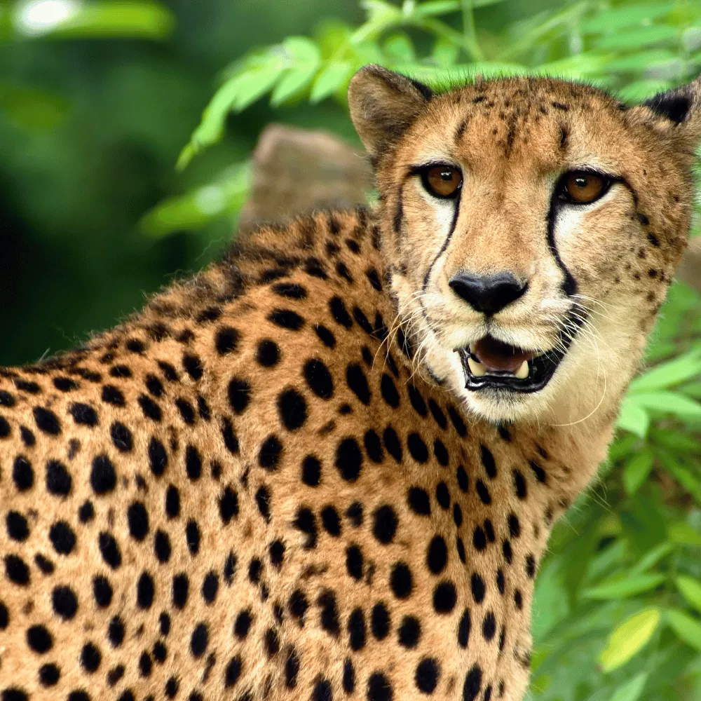 Periyar Wildlife Sanctuary