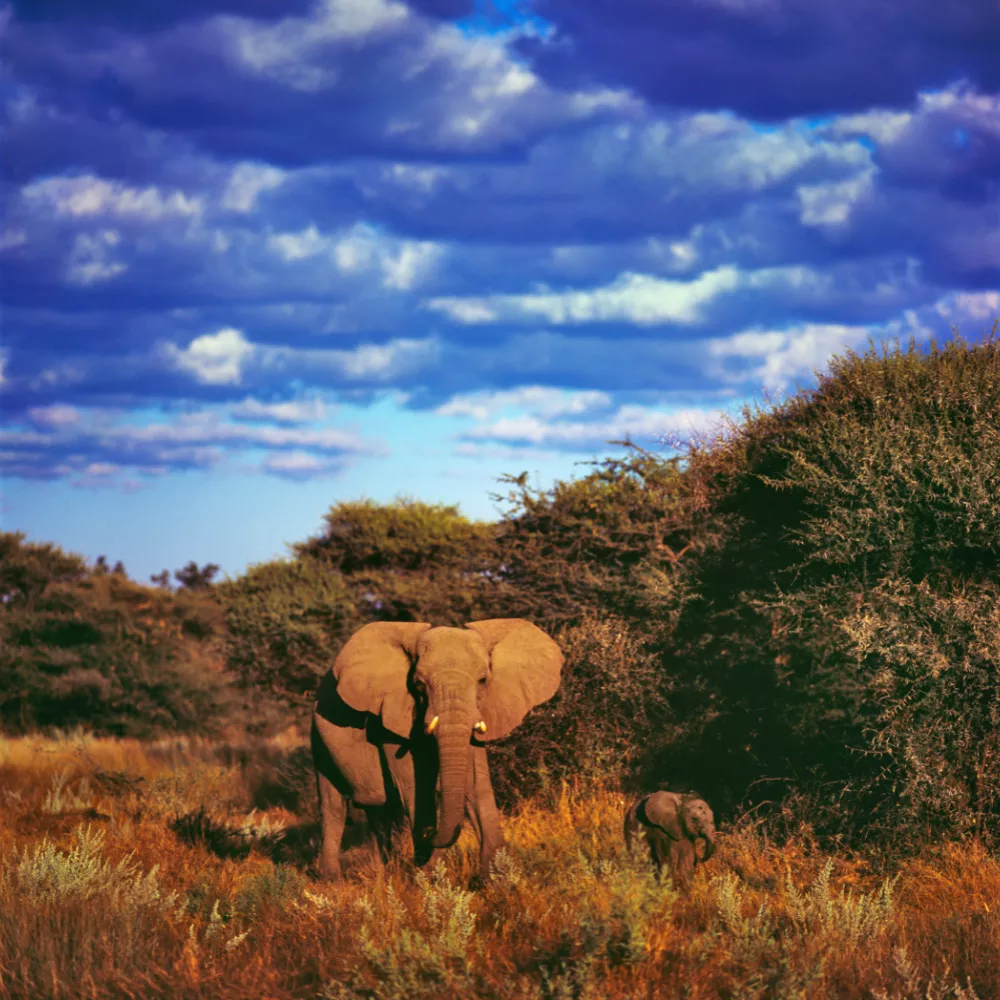 Phawngpui National Park