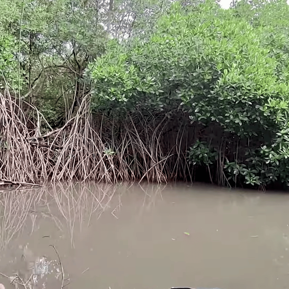 Pichavaram Mangrove Forest