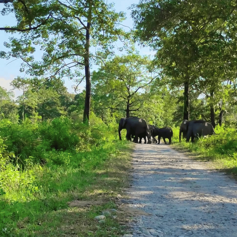 Pobitora Wildlife Sanctuary