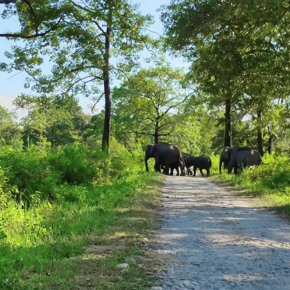 Pobitora Wildlife Sanctuary