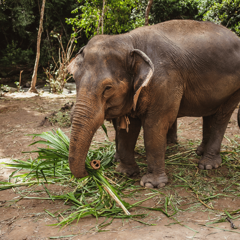 Pocharam Wildlife Sanctuary