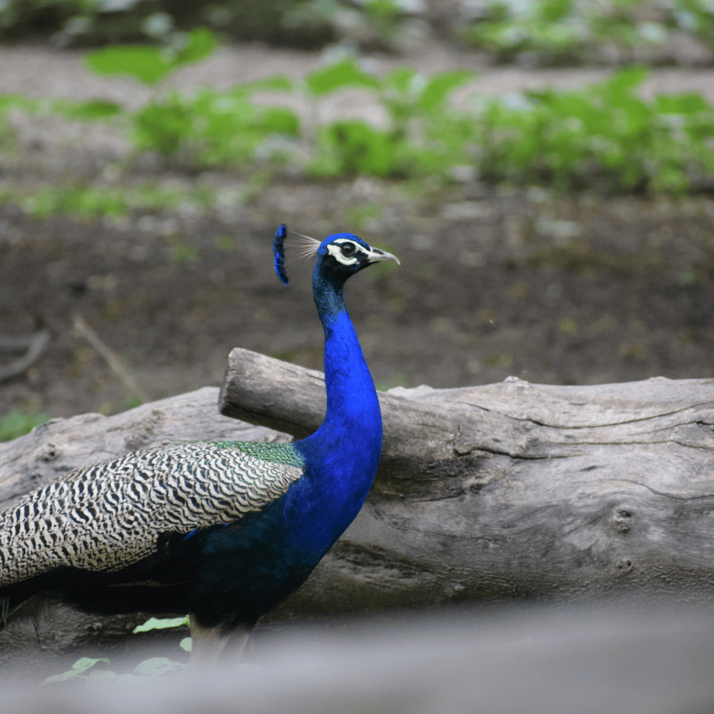Pradyuman Zoological Park (Rajkot Zoo)