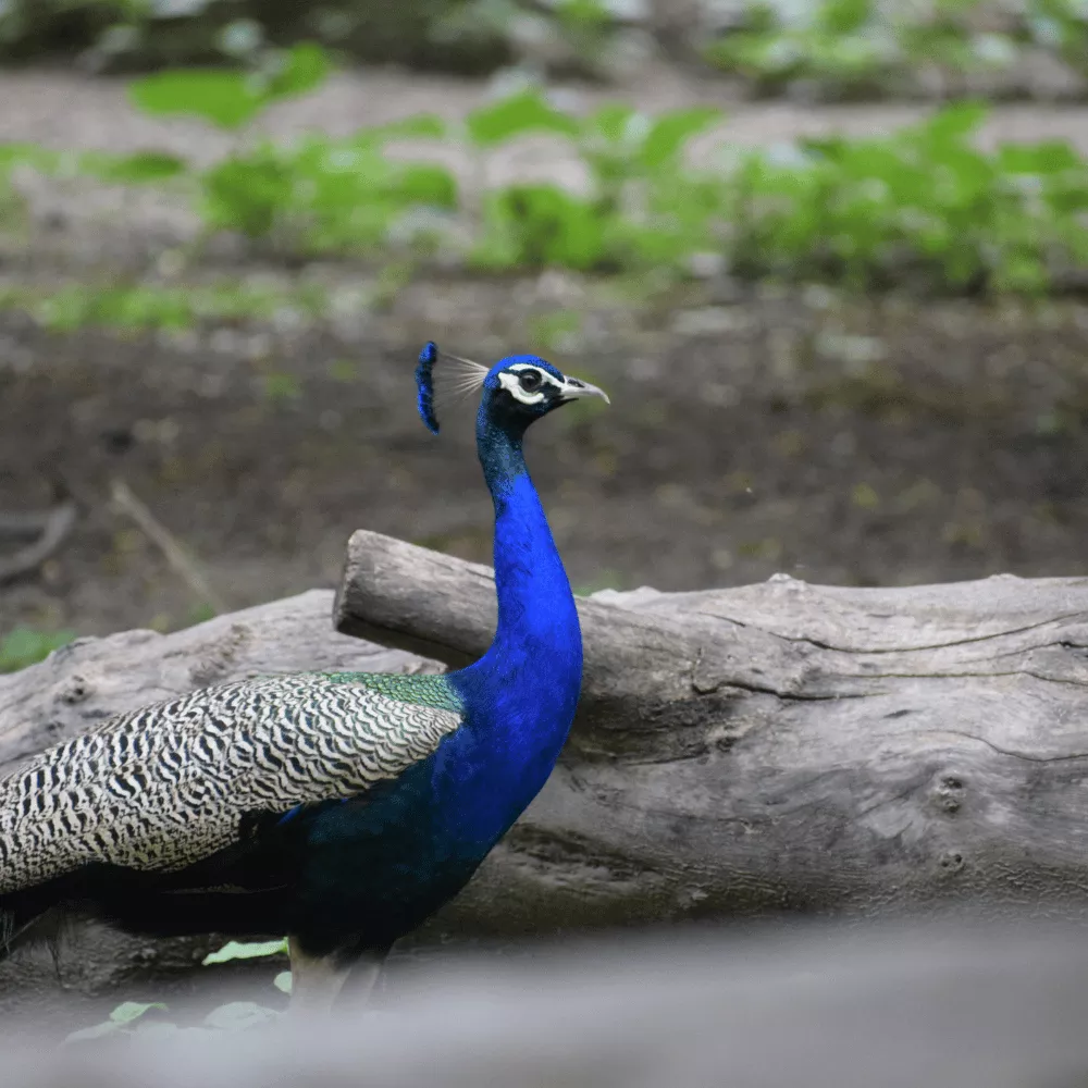 Pradyuman Zoological Park (Rajkot Zoo)