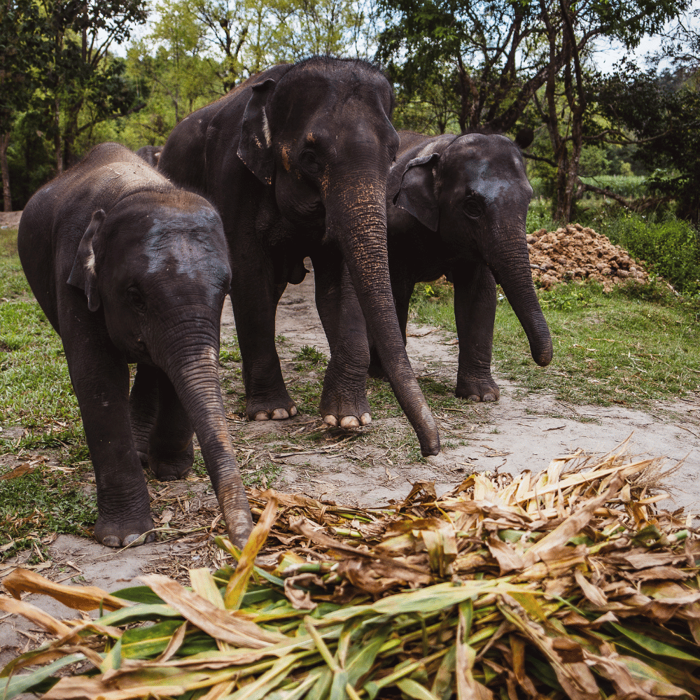 Raimacherra Wildlife Sanctuary