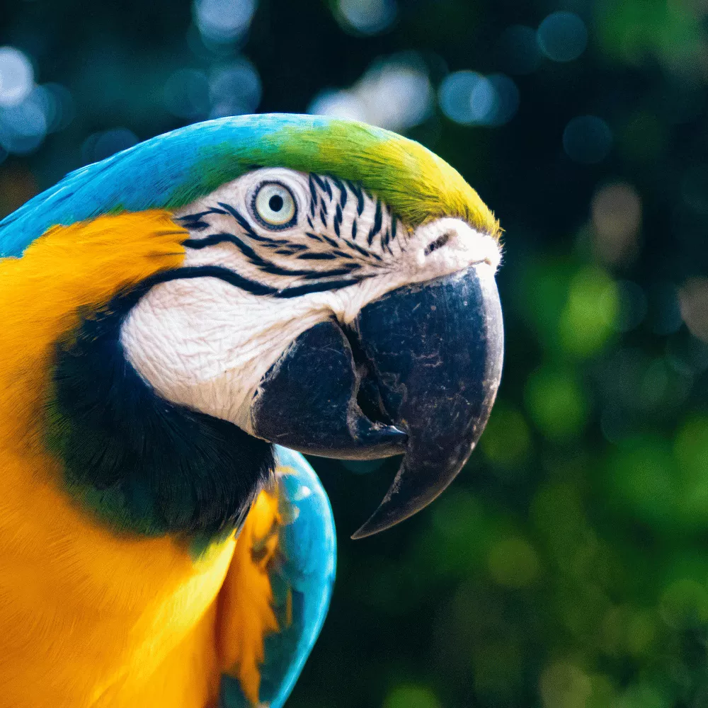 Rajaji National Park