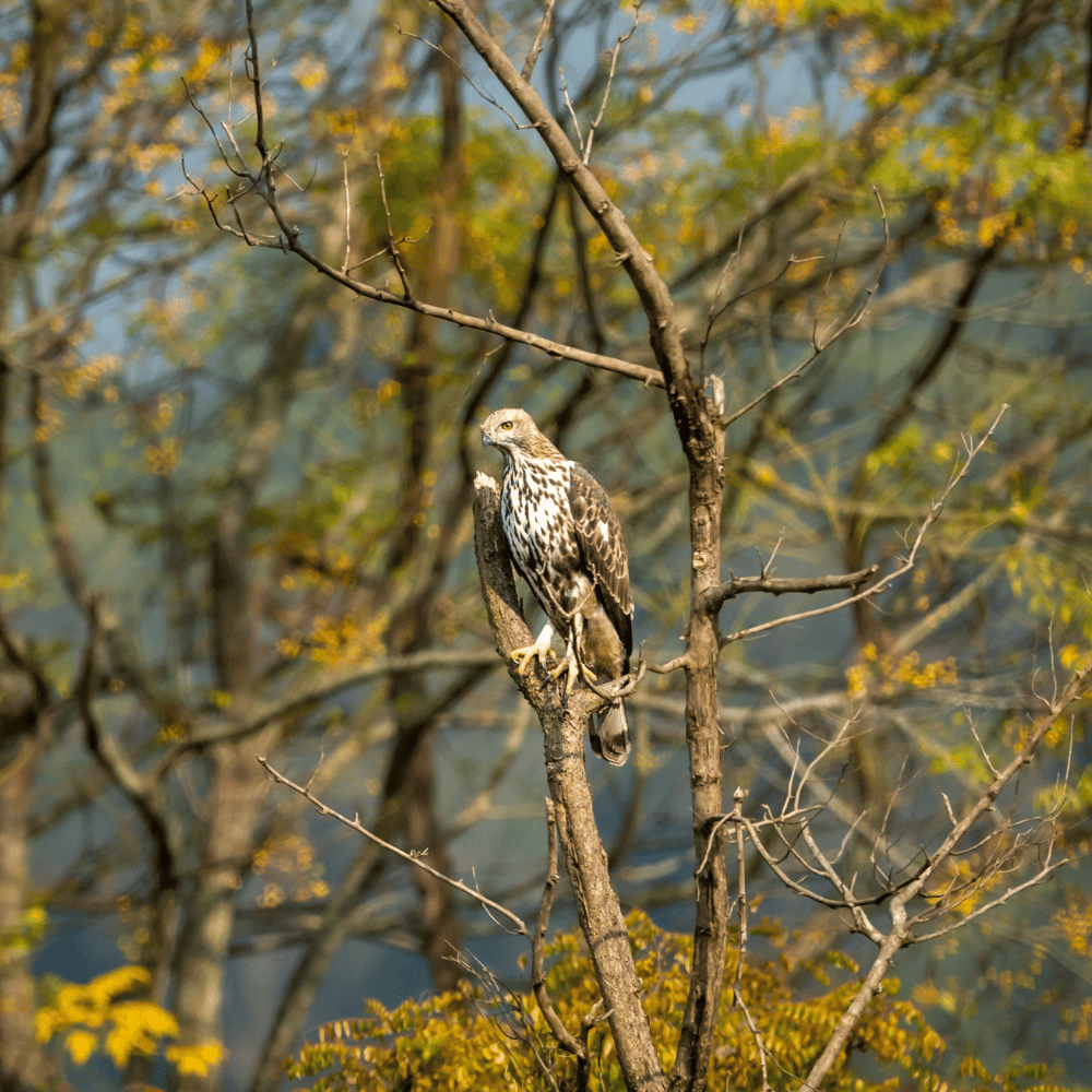 Rajaji National Park