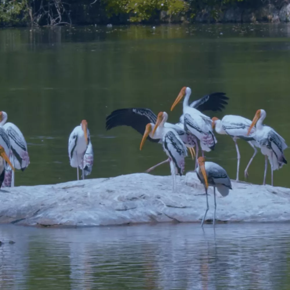 Ranganathittu Bird Sanctuary
