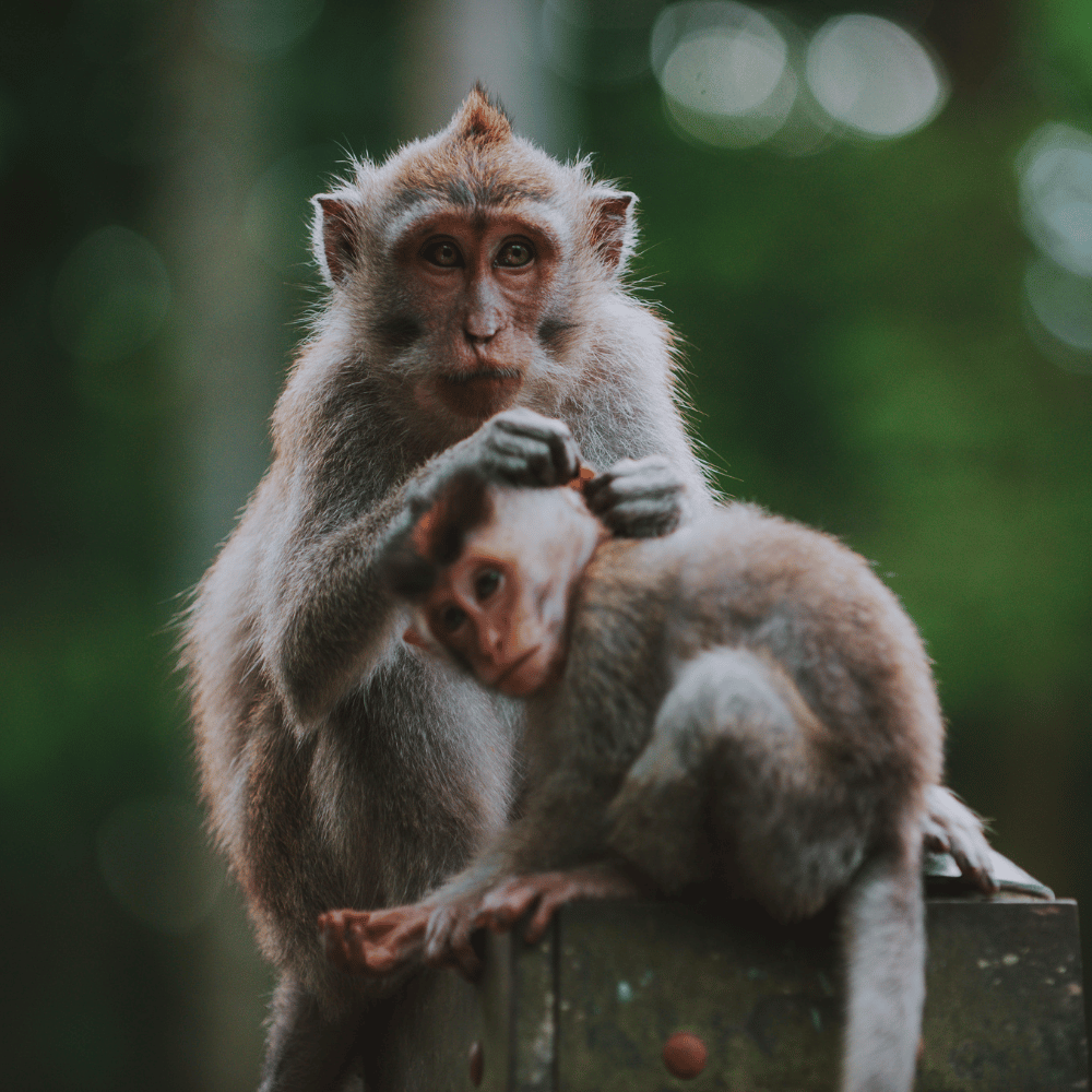 Roa Wildlife Sanctuary