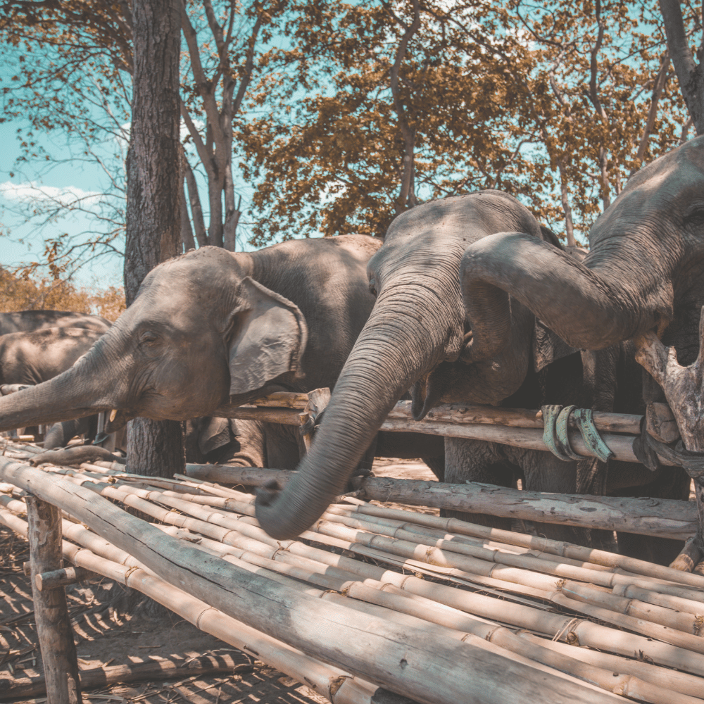 Rollapadu Wildlife Sanctuary