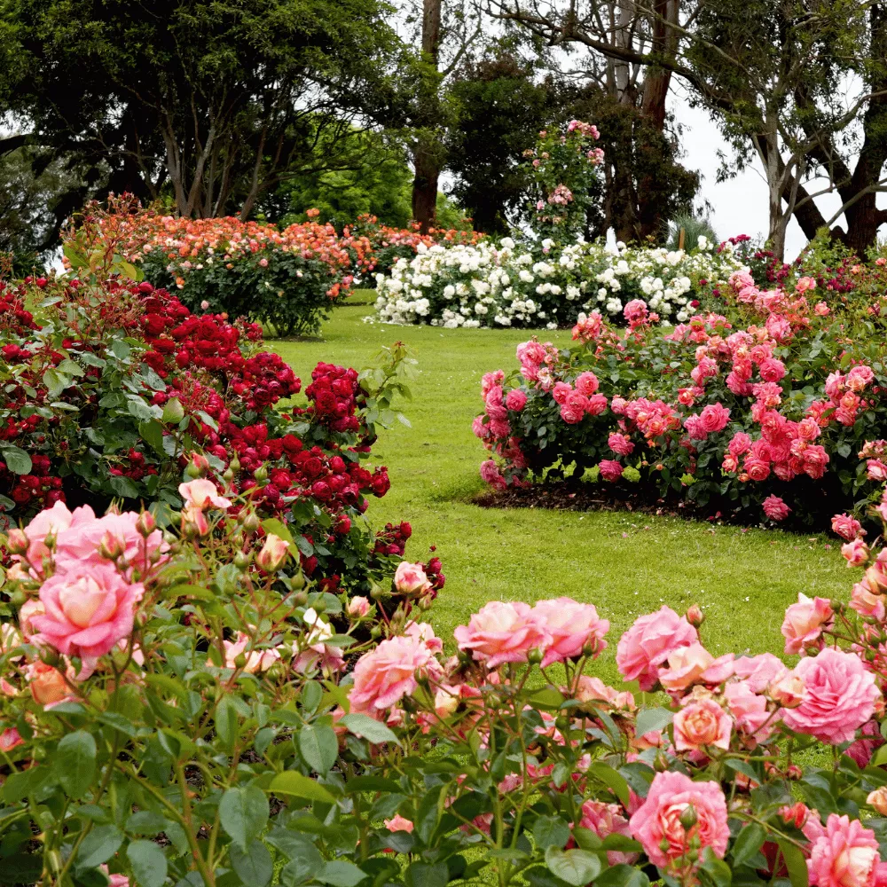 Rose Garden