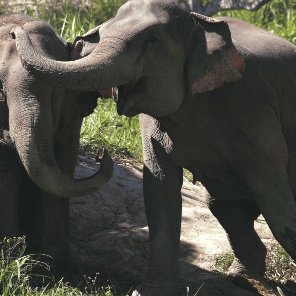 Rowa Wildlife Sanctuary