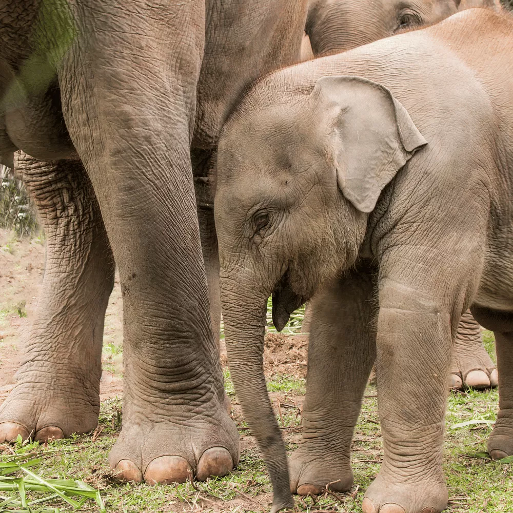 Sakrebailu Elephant Camp
