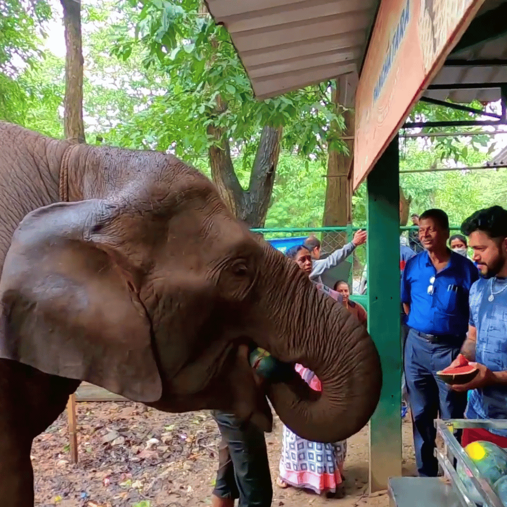 Sakrebyle Elephant Camp
