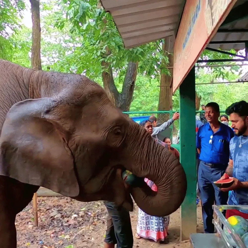Sakrebyle Elephant Camp