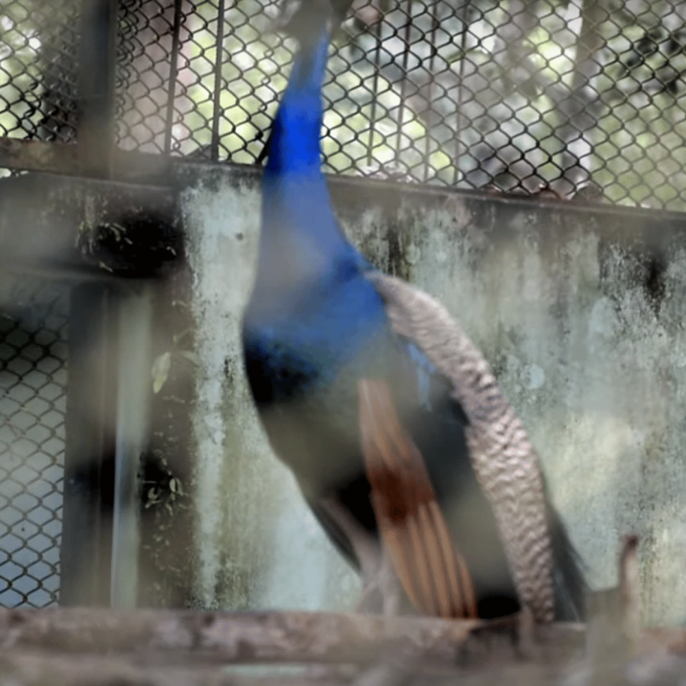 Sepahijala Wildlife Sanctuary