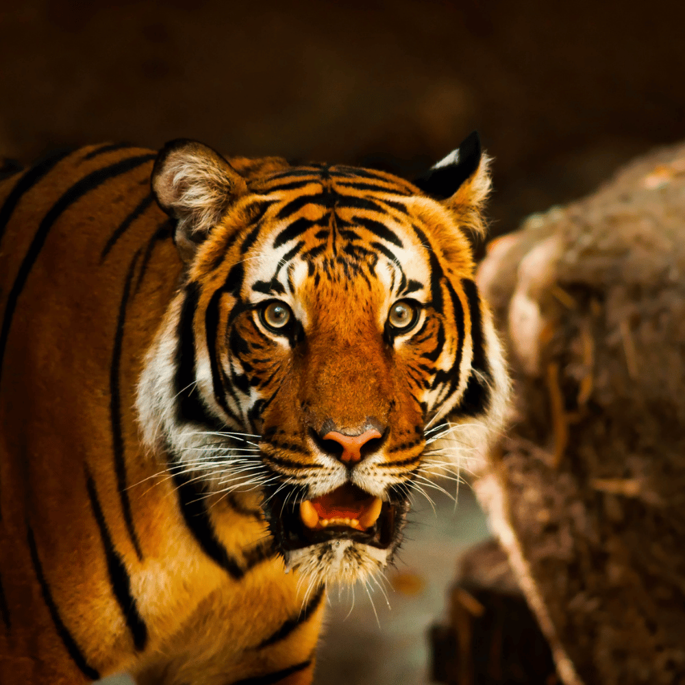 Sitabani Wildlife Reserve