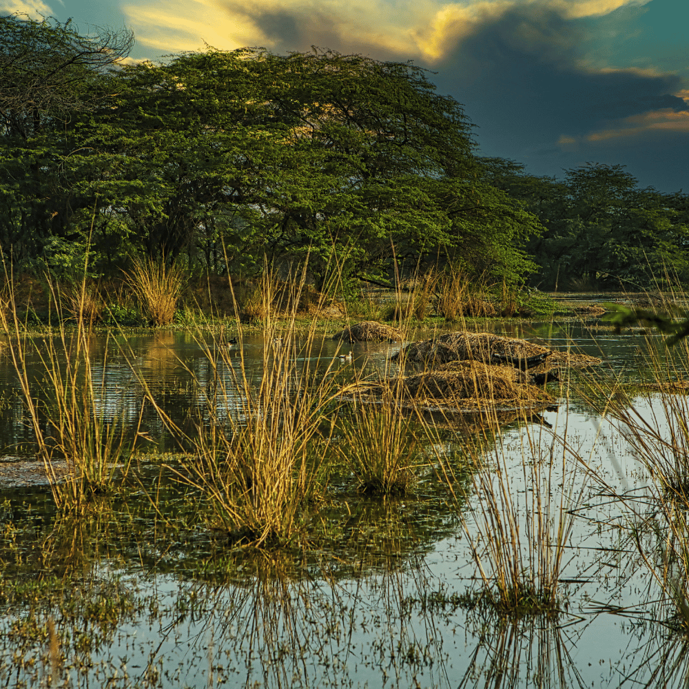 Sultanpur National Park