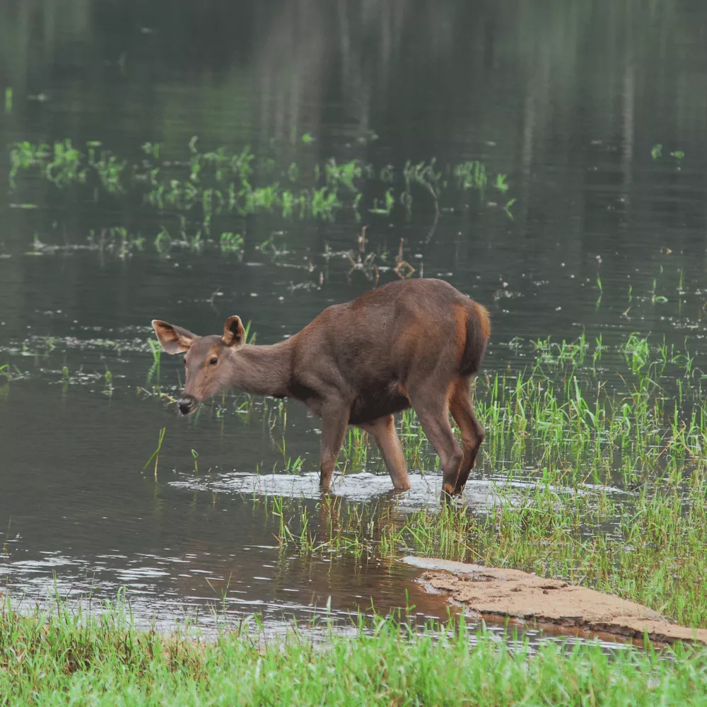 Tansa Wildlife Sanctuary