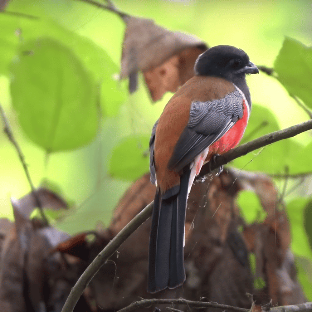 Thattekkad Bird Sanctuary